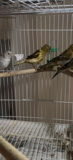 Cage For Sales