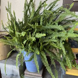Big Fern plants in aTerracota pots/ Elechos 
