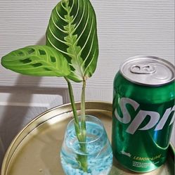 Prayer plant in water 