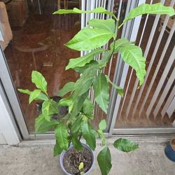 Citrus Tree