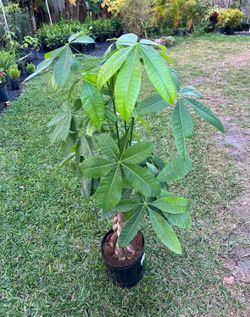 MONEY TREE (3 Gallon Pot) Indoor Air Purifying Decor