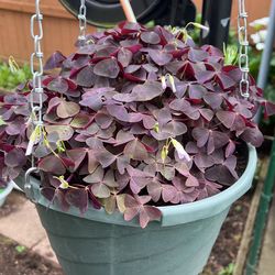Red Oxalis 