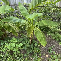 Banana Plants 