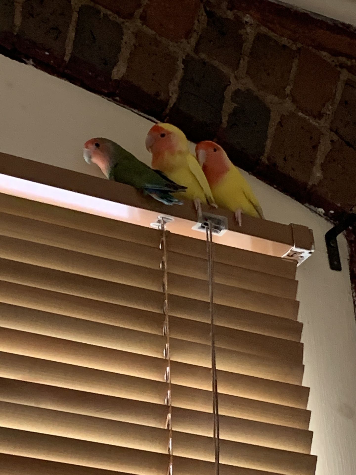 3 lovebirds