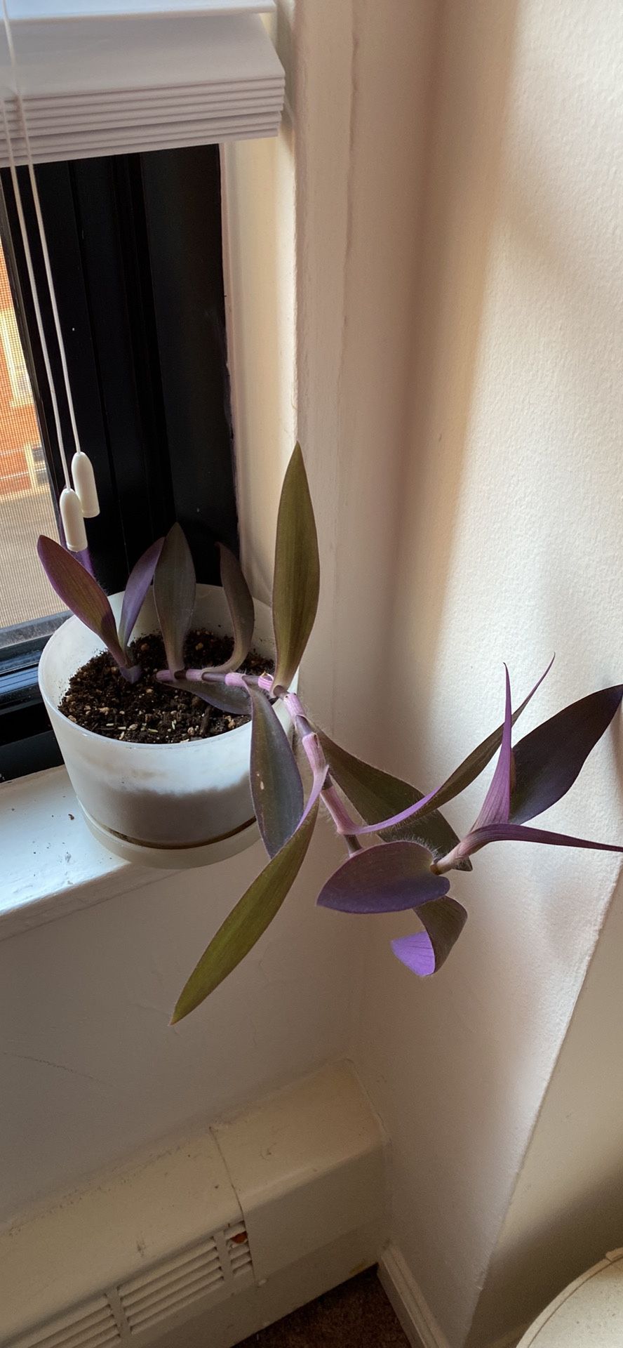 Very Healthy Growing Purple Heart Plant With Pot