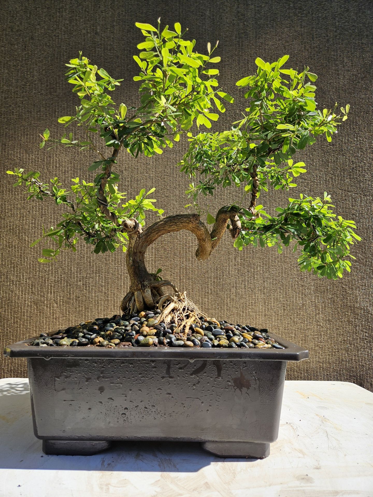 Old Desmodium Blue Bell ( Vietnamese Blue Bell 86 ) Bonsai Tree