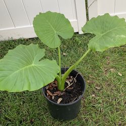 Giant Elephant Ear Plant