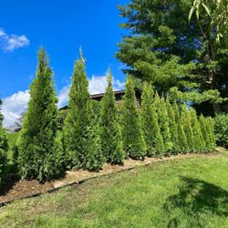 Privacy Tree Sale FREE DELIVERY! Emerald Green & Green Giants 