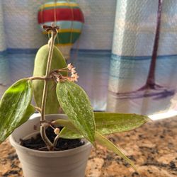Hoya Blooming 