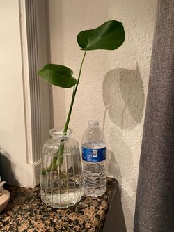 Monstera in water 🌱