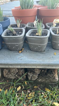 3” Pots With Spider Cactus!