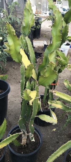 Fruit tree ~dragon fruit
