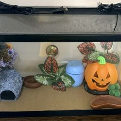 Ten Gallon Reptile Tank Complete Setup