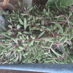 Red Suculentas 
