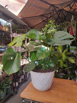 Monstera Deliciosa