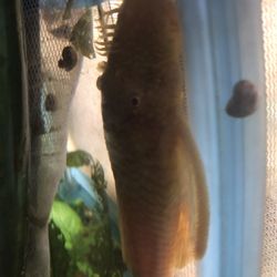 Aquarium Tank 