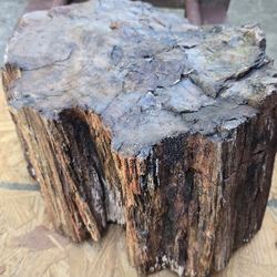 Petrified wood stump 60 lbs.