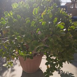 Planta Grande 