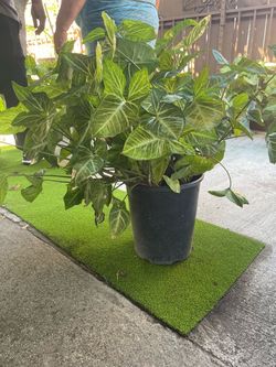 Arrowhead plant