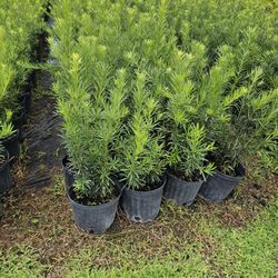 podocarpus Only$9  all sizes available  4 feet 5 feet to 10 feet