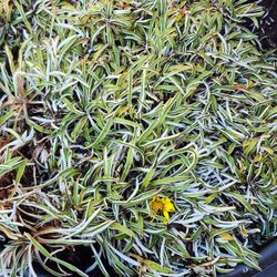 DYMONDIA GROUND COVER. LARGE PIECE $15. 