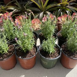 Spanish Lavender Plant