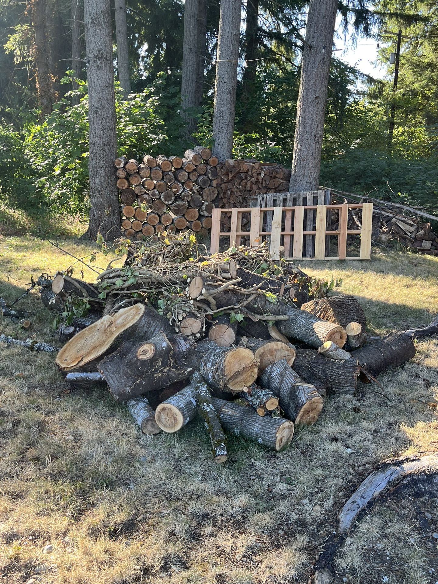Free Wood