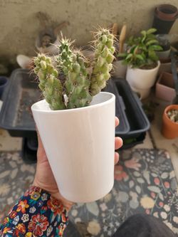cholla cactus