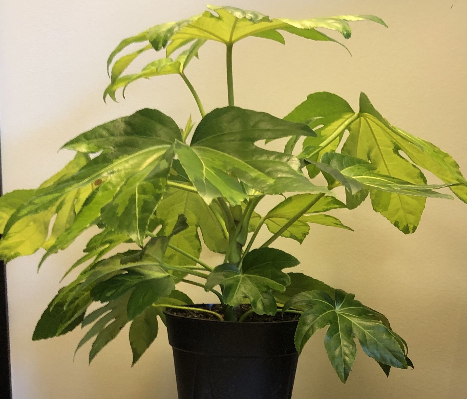 Fatsia Camouflage Variegated Fatsia Japanese Aralia Rare House Plant Gorgeous 6 inch pot