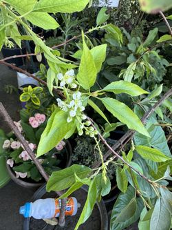 Planta De CapulÃn