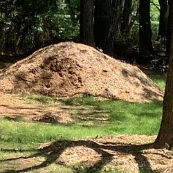 Free Mulch 
