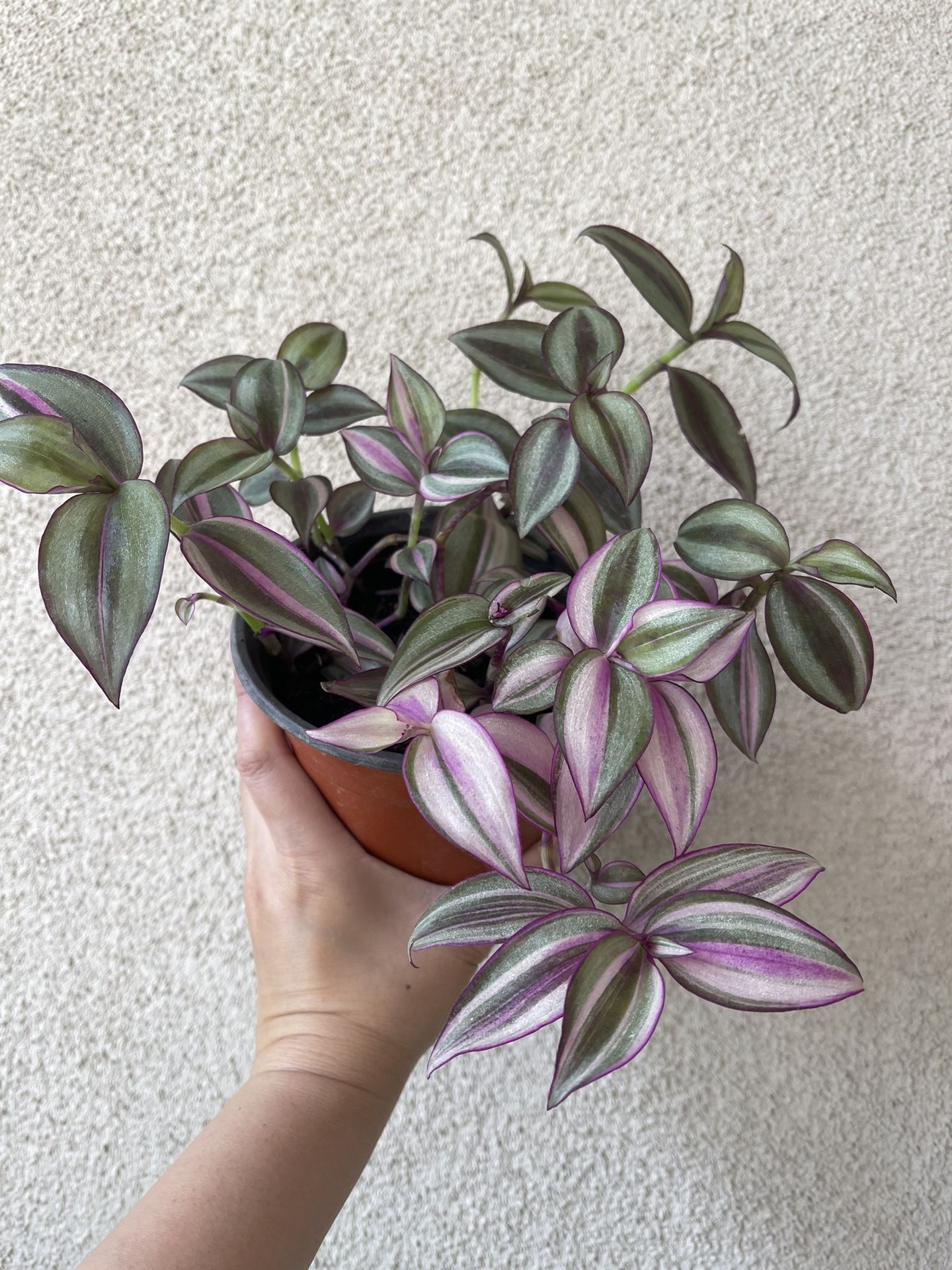 Beautiful Tradescantia Quadricolor Plant 6’pot