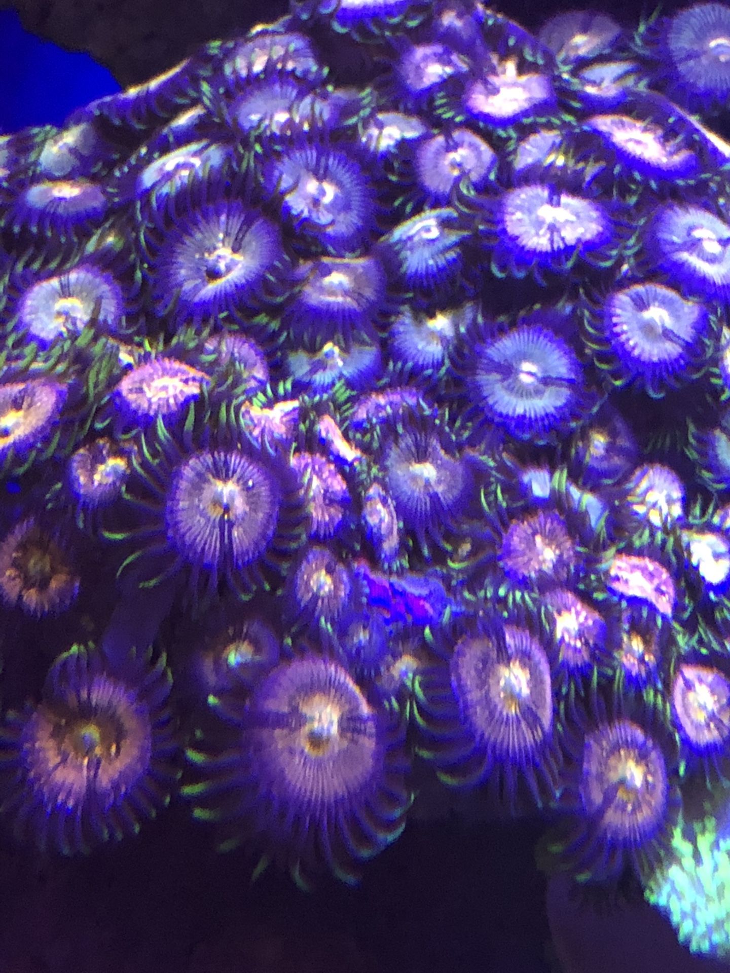 Zoas 