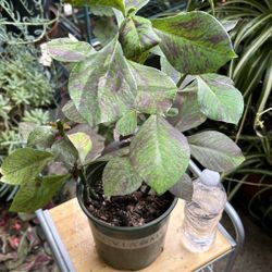 African Milkbush Tree