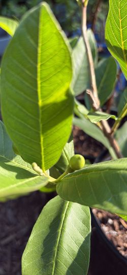 Guava tree (guayaba)