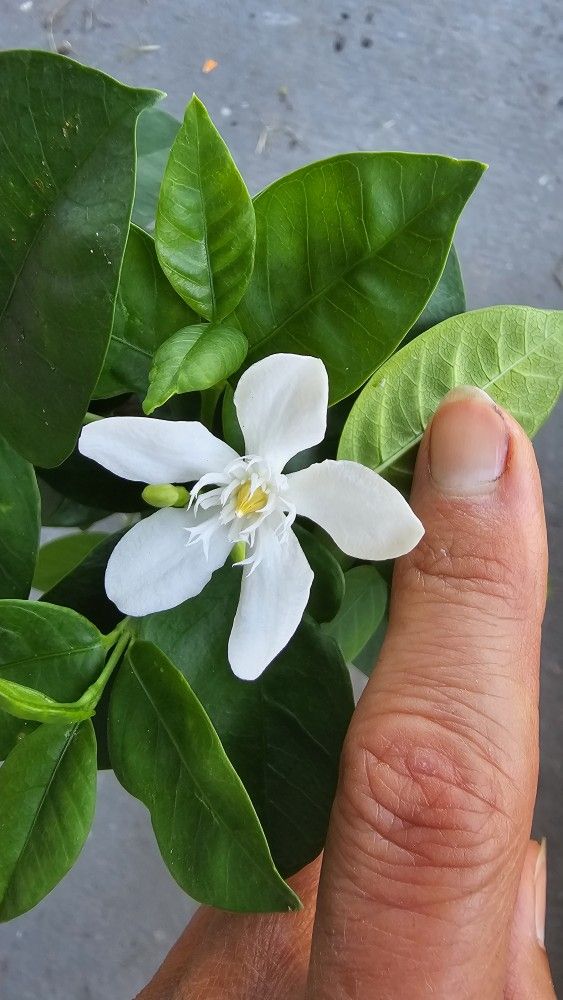 Asian Snow Jasmine Flower Live Plant, 1ft+ Tall