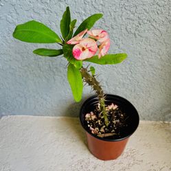 Large Flower  Crown Of  Thorns Plant 