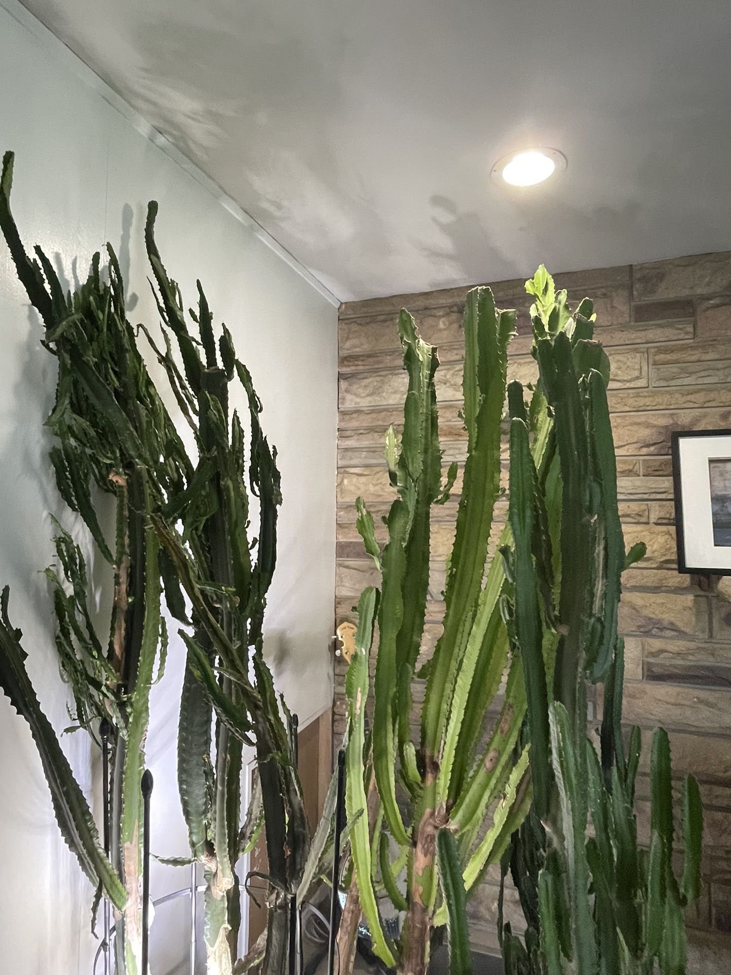 4 Foot-6 Foot Cactus Plants For Sale 