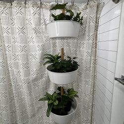 brazil philodendron pole Philodendron Brazil in Trellis, Live Tropical Plant Vine
