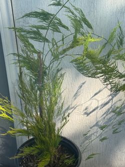 asparagus fern - setaceus 'Pyramidalis' plant