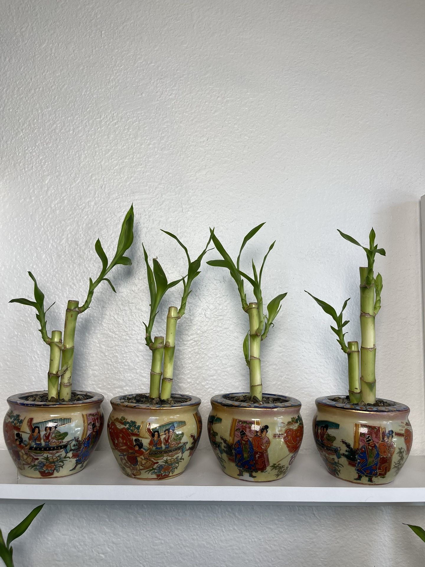 Bamboo Plants With Antique Vase $5 each