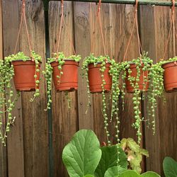 String Of  Pearls Succulent 4” 