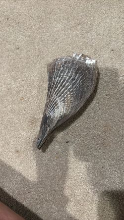 Stiff pen, shell stuck together