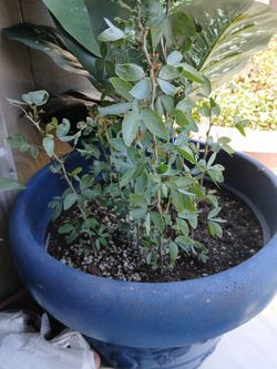 Plantas Frutales Guamuchilt