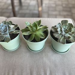 6" potted succulents