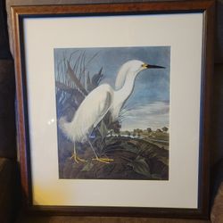 Vintage Snowy Egret by J.J. Audubon Framed Print White Bird Art