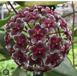 6” hoya royal Hawaiian