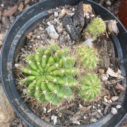 Cactus Plant Flor Blanca