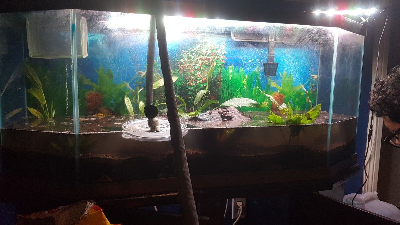 75 gallon fish tank