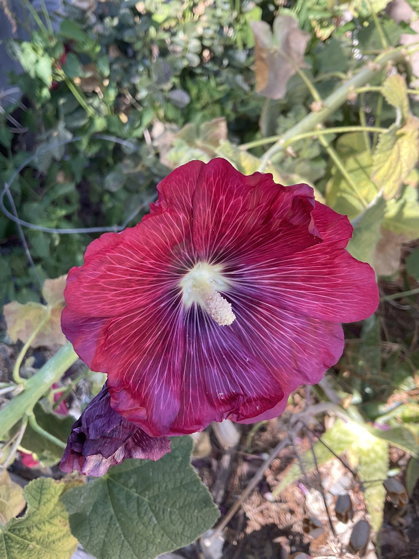 Hollyhock Seeds